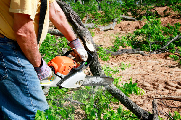 Best Root Management and Removal  in Green, OH